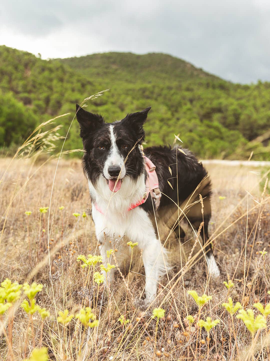 Dog harness | Hug Harness