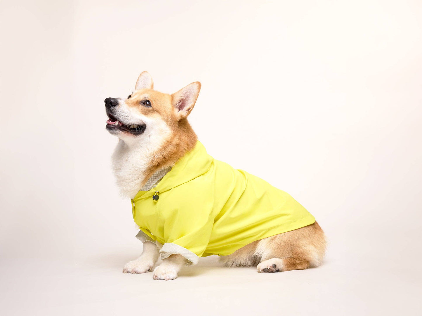 Yellow dog raincoat