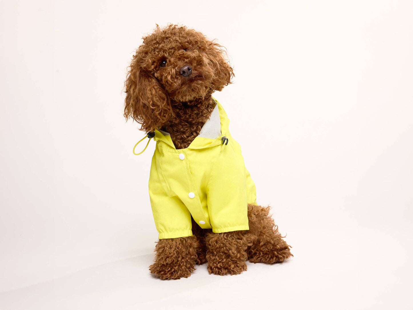 Yellow dog raincoat