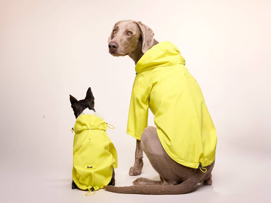 Yellow dog raincoat