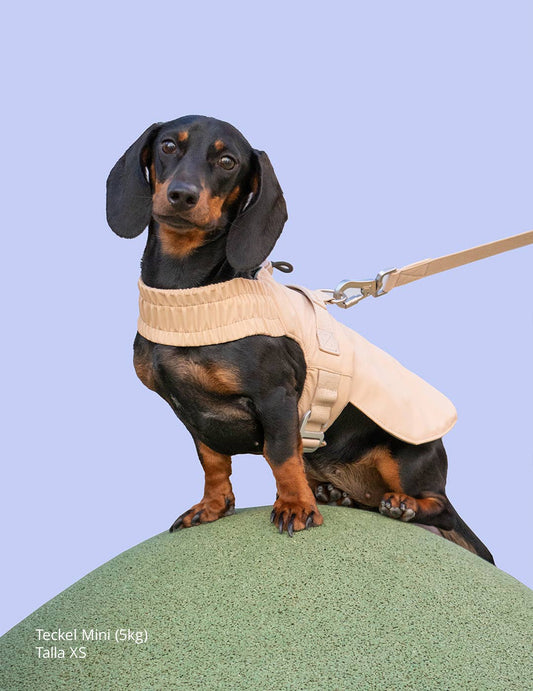 Dog harness for small dogs that converts into a jacket