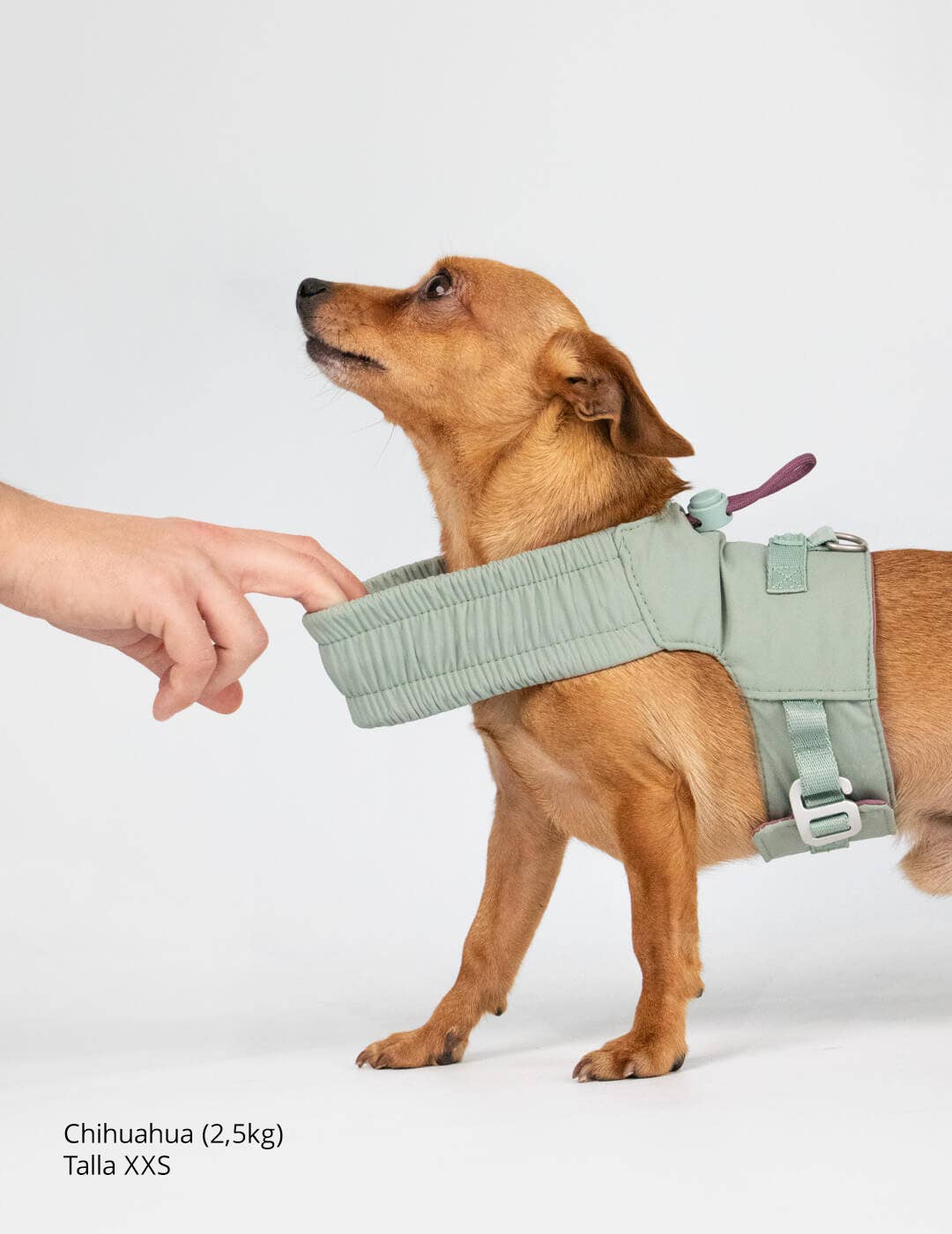Dog harness for small dogs that converts into a jacket
