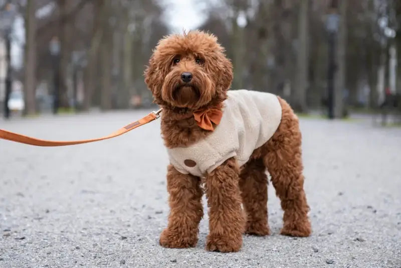 Walking Teddy Bear Beige