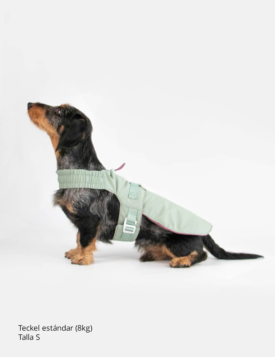 Dog harness for small dogs that converts into a jacket