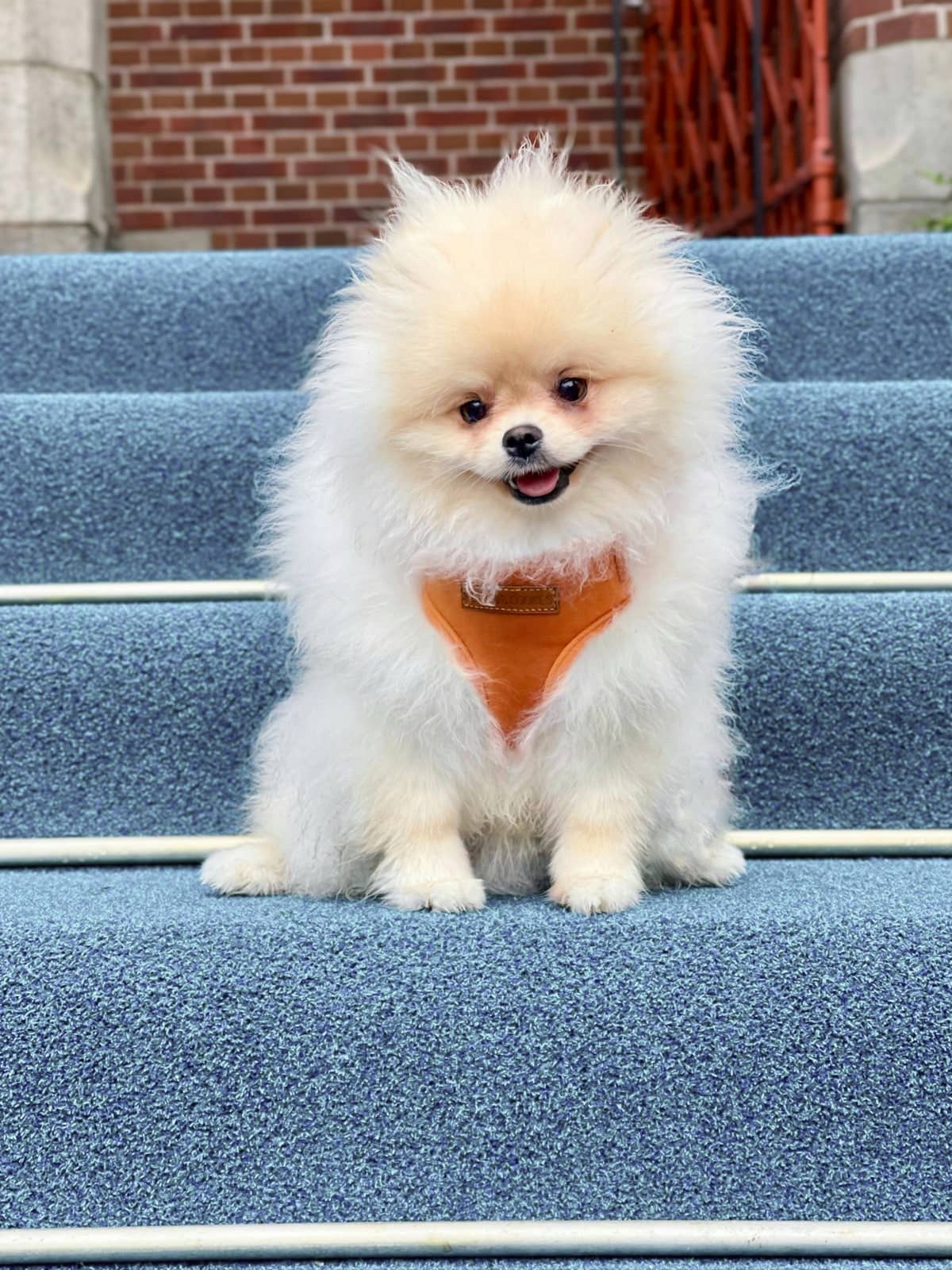 Velvy Coco Harness