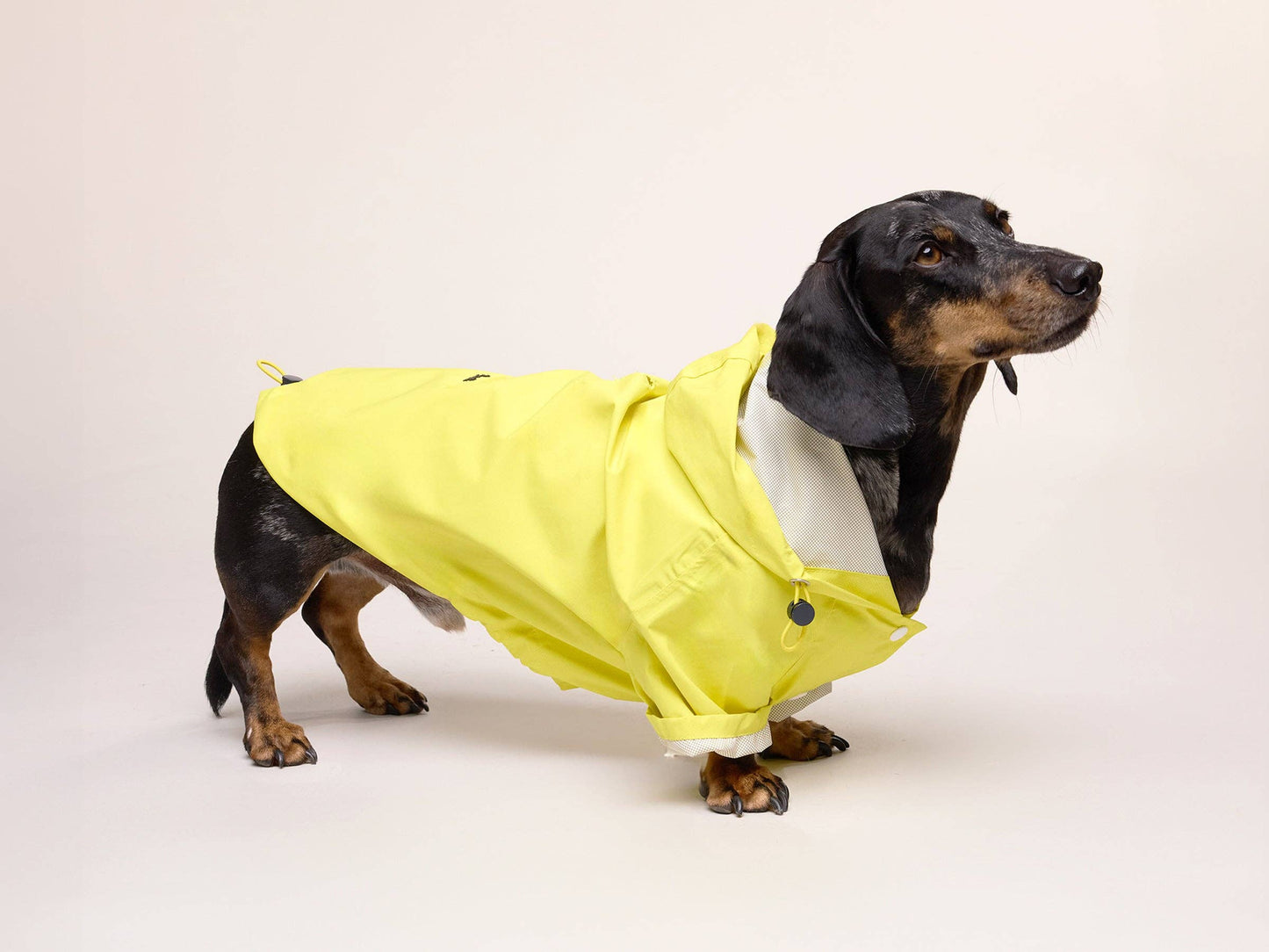 Yellow dog raincoat