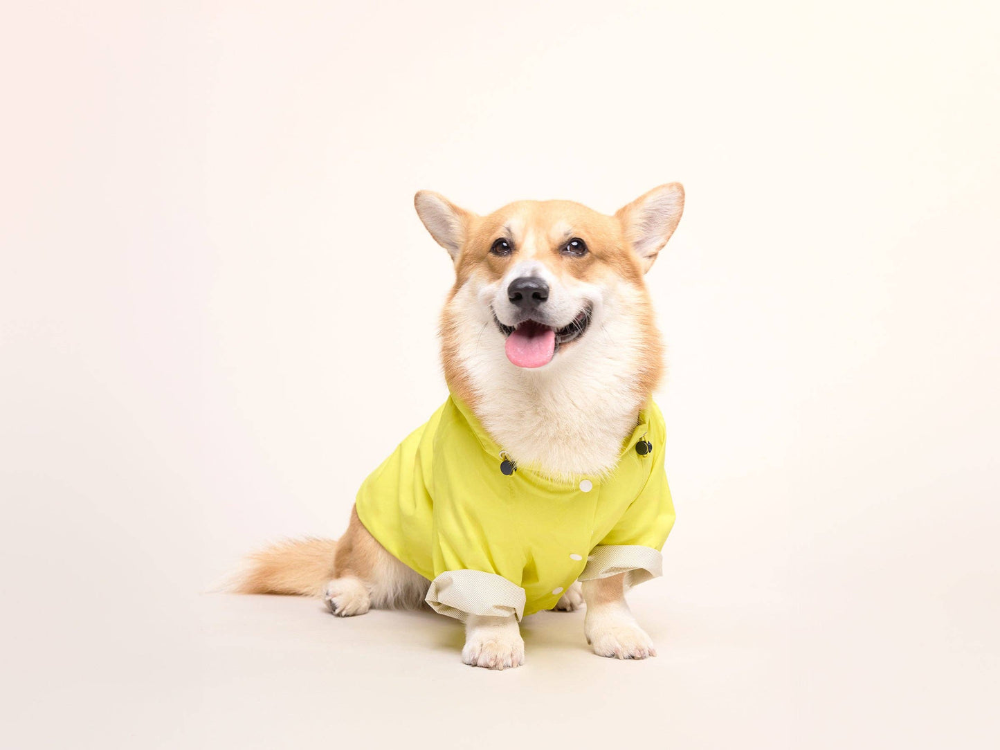 Yellow dog raincoat