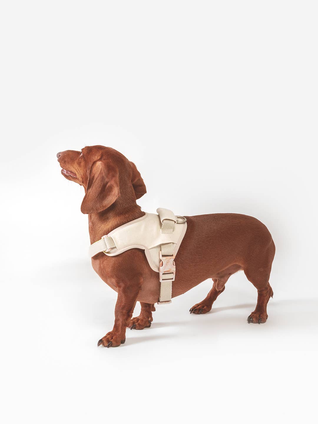 Dog harness | Hug Harness