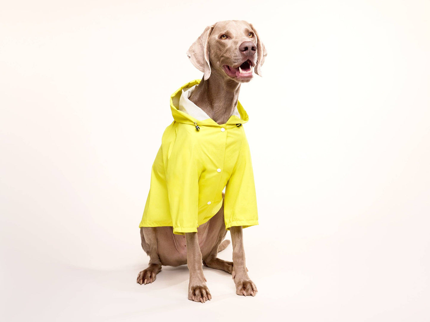 Yellow dog raincoat