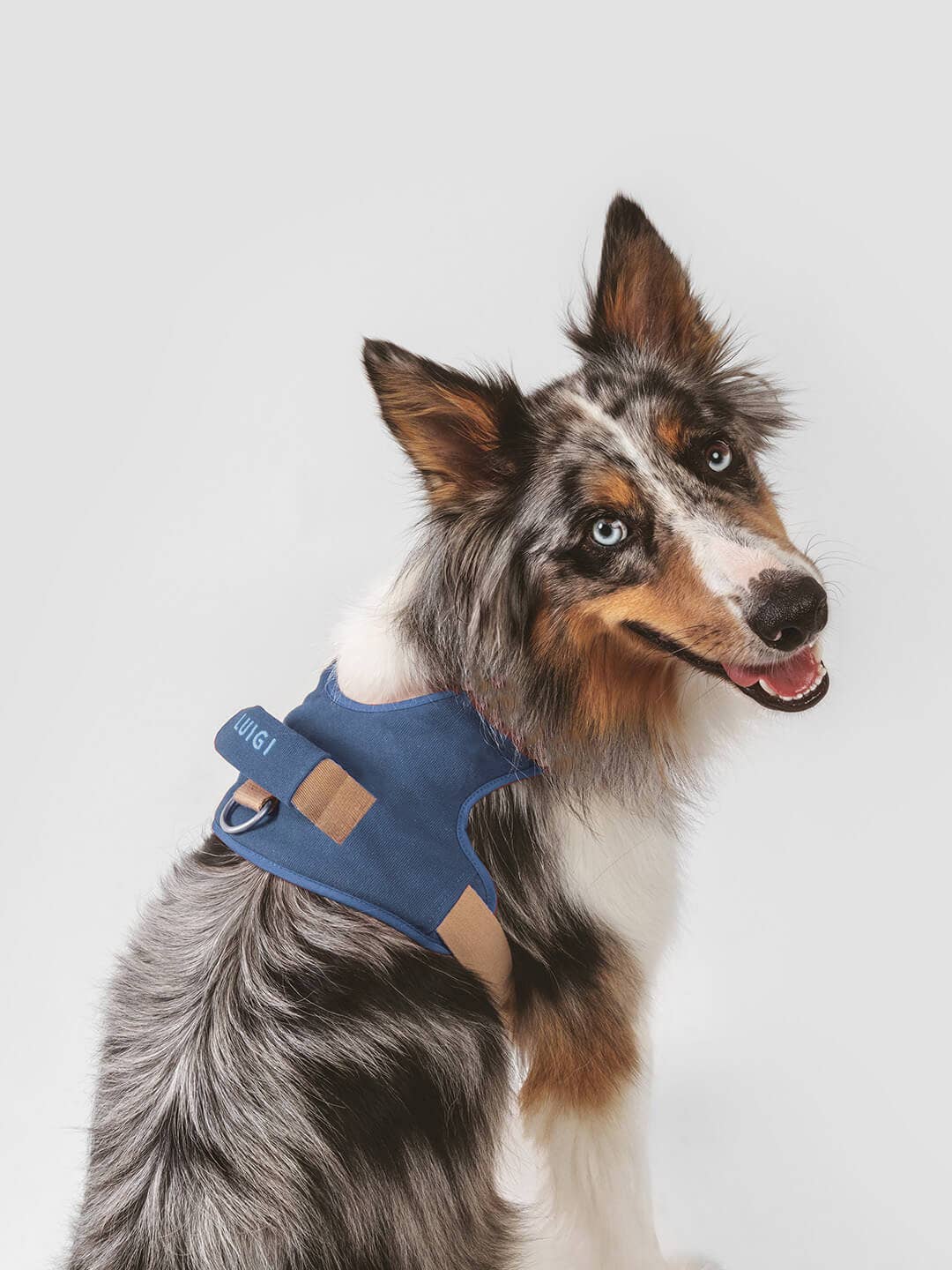 Dog harness | Hug Harness
