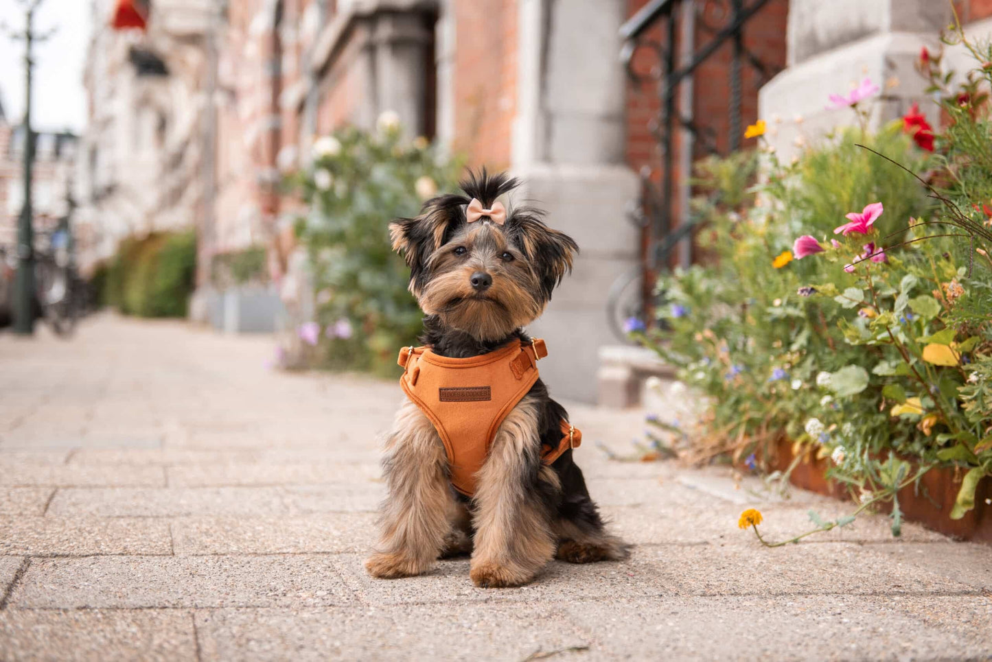 Velvy Coco Harness