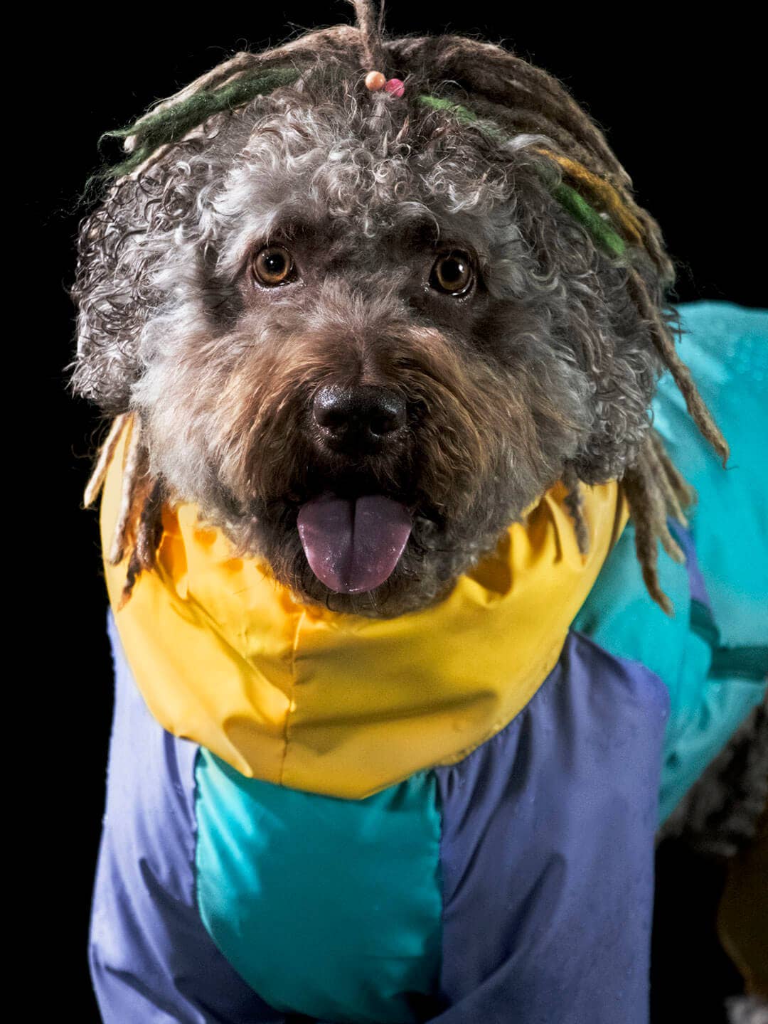 Raincoat for dogs | Tropical color