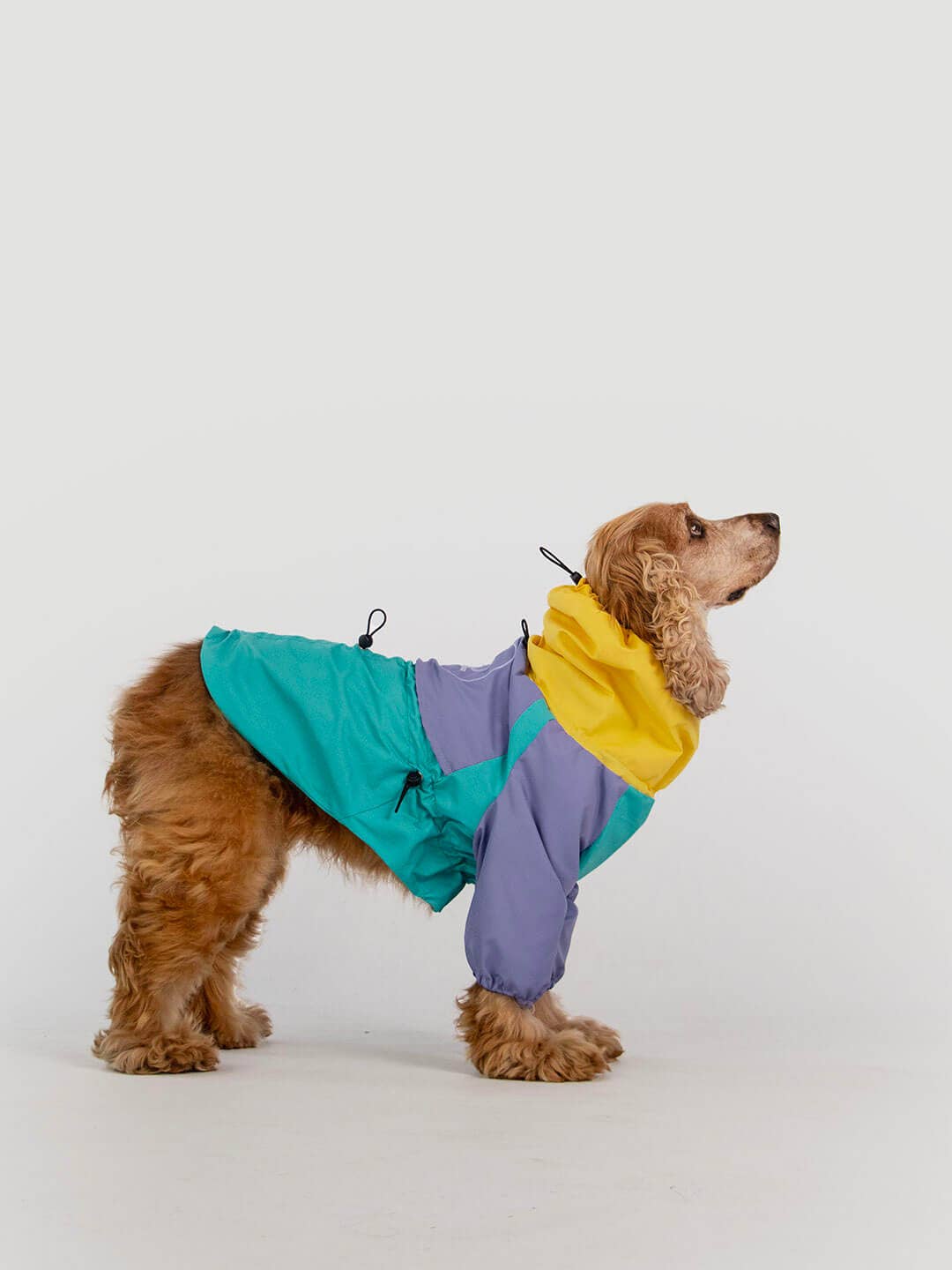 Raincoat for dogs | Tropical color