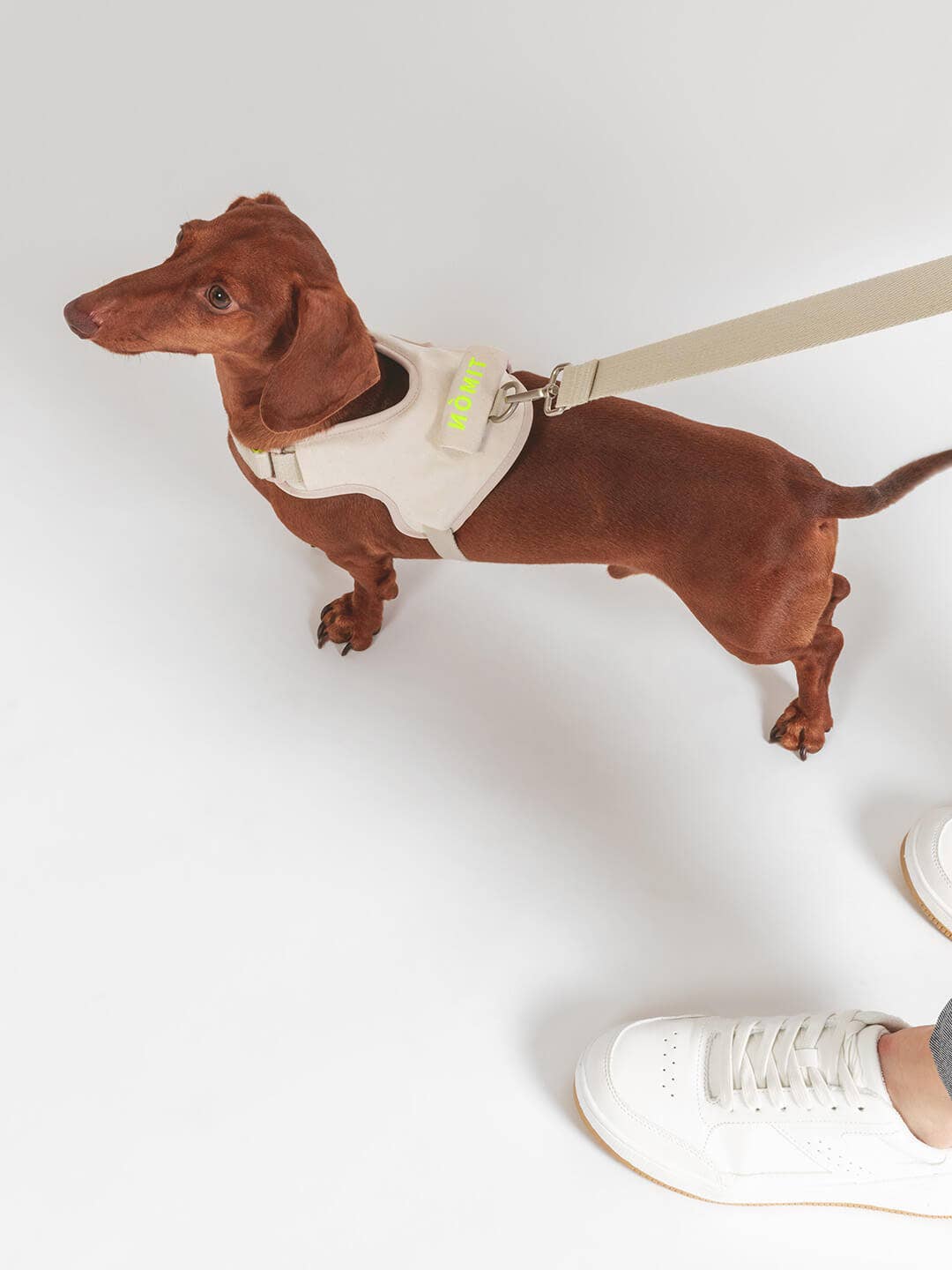 Dog Leash | Hug Leash