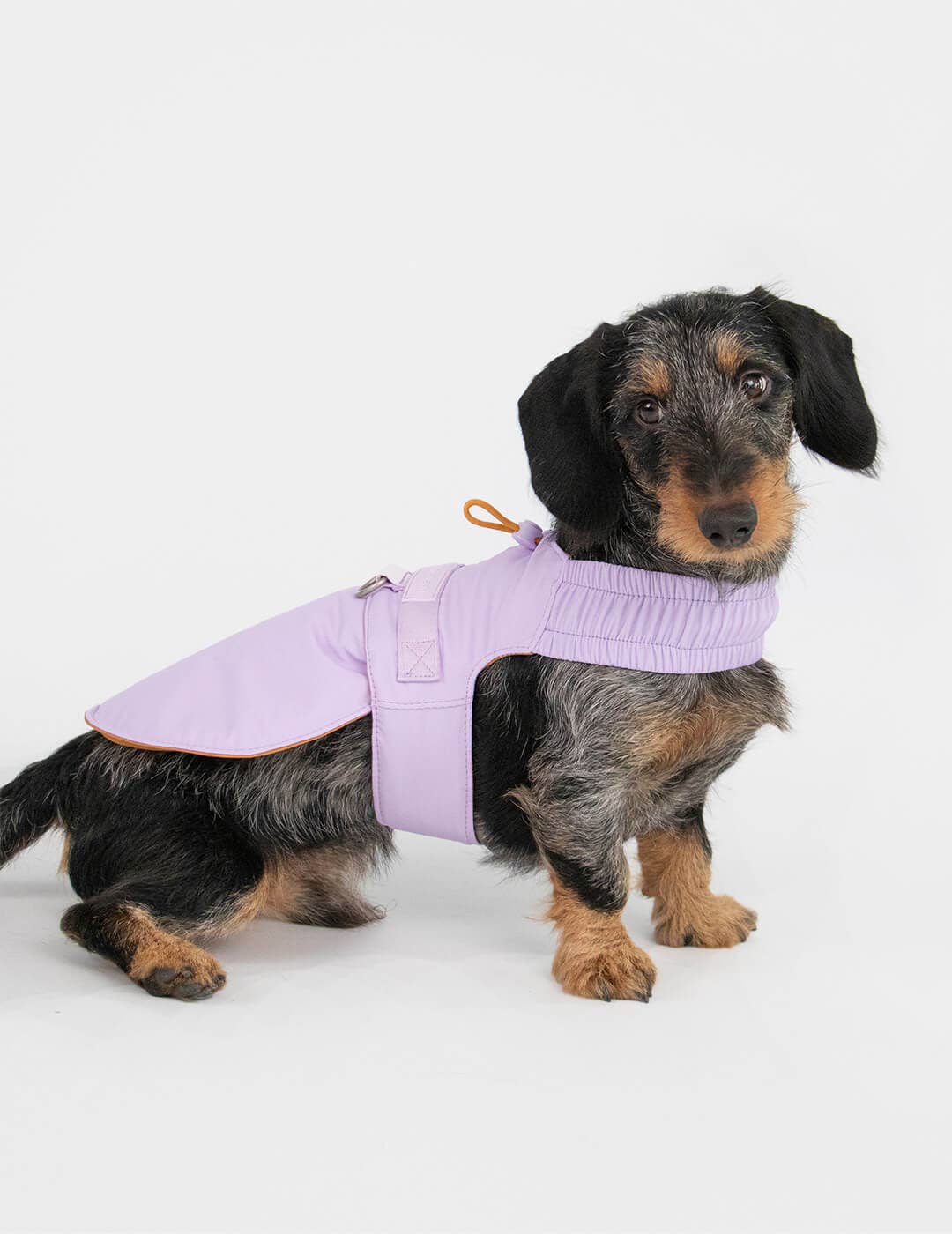 Dog harness for small dogs that converts into a jacket