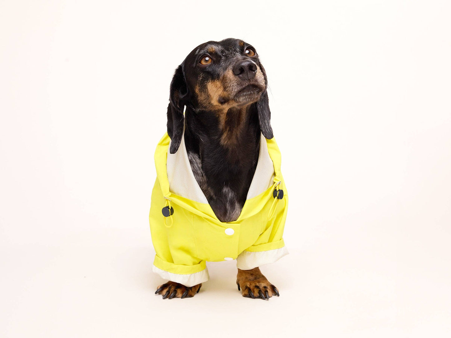 Yellow dog raincoat