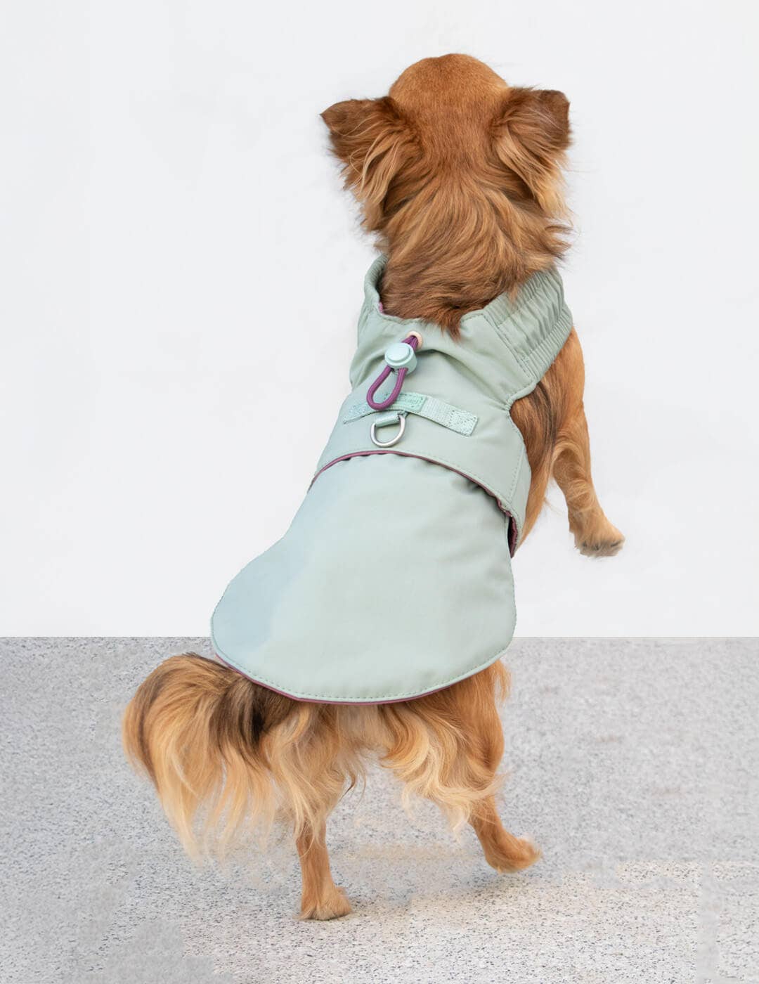 Dog harness for small dogs that converts into a jacket
