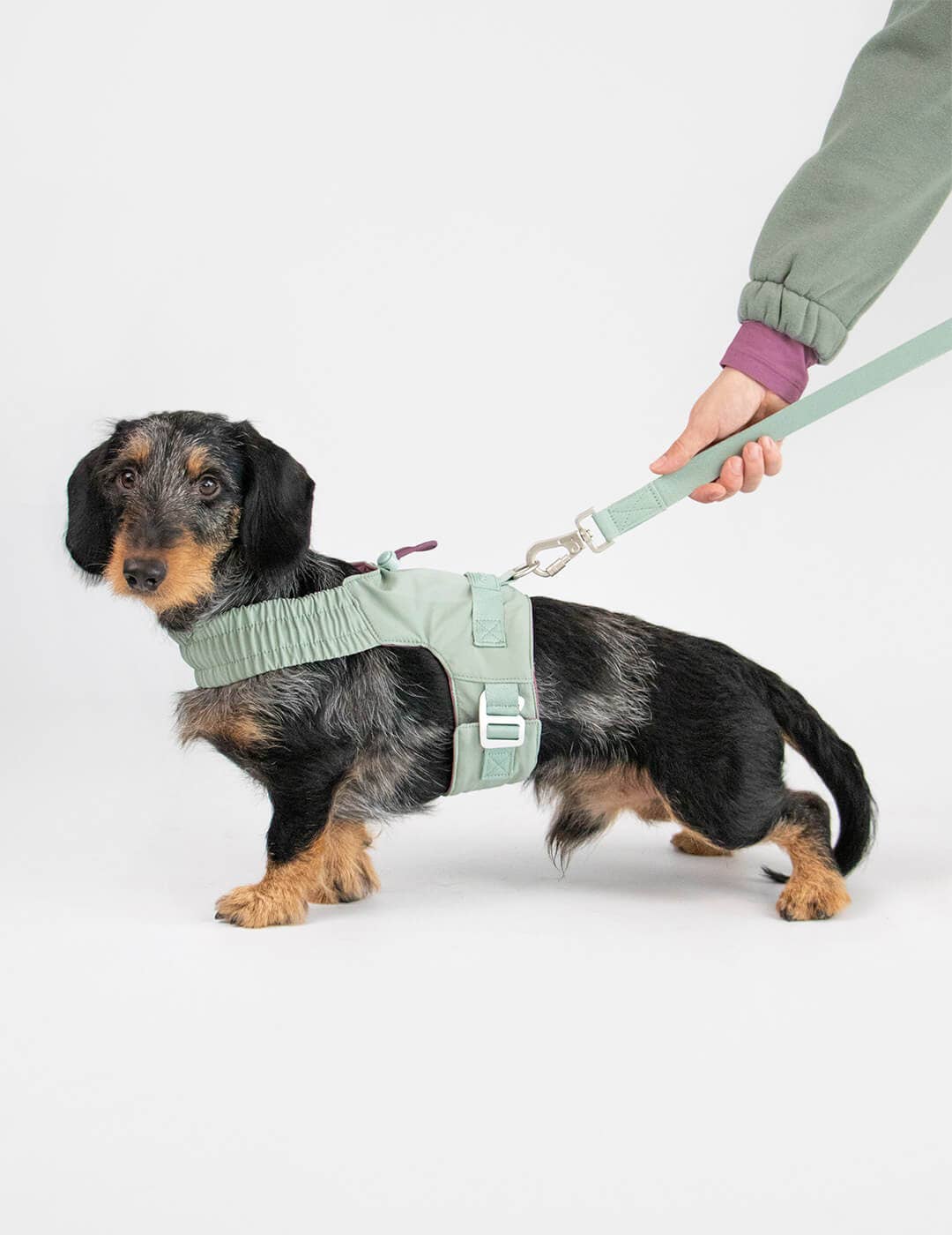 Dog harness for small dogs that converts into a jacket