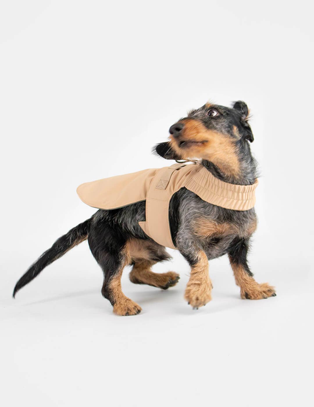 Dog harness for small dogs that converts into a jacket
