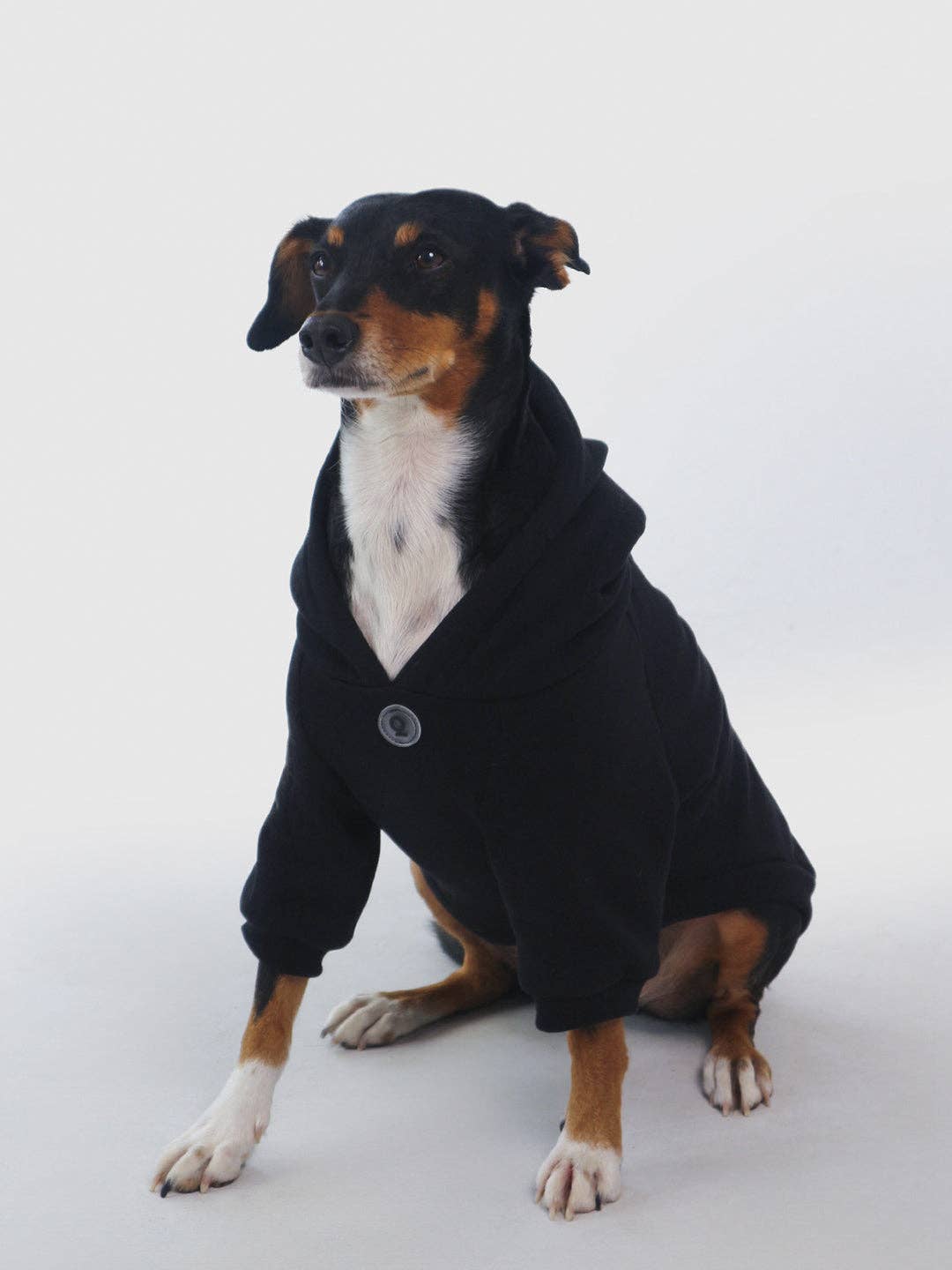Dog Hoodie "Qisu"